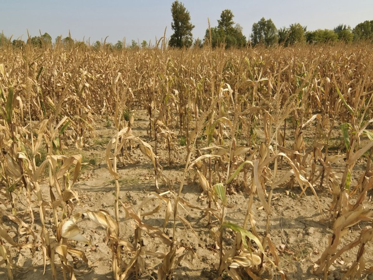 Emergencia agropecuaria por sequía en diez departamentos de Salta