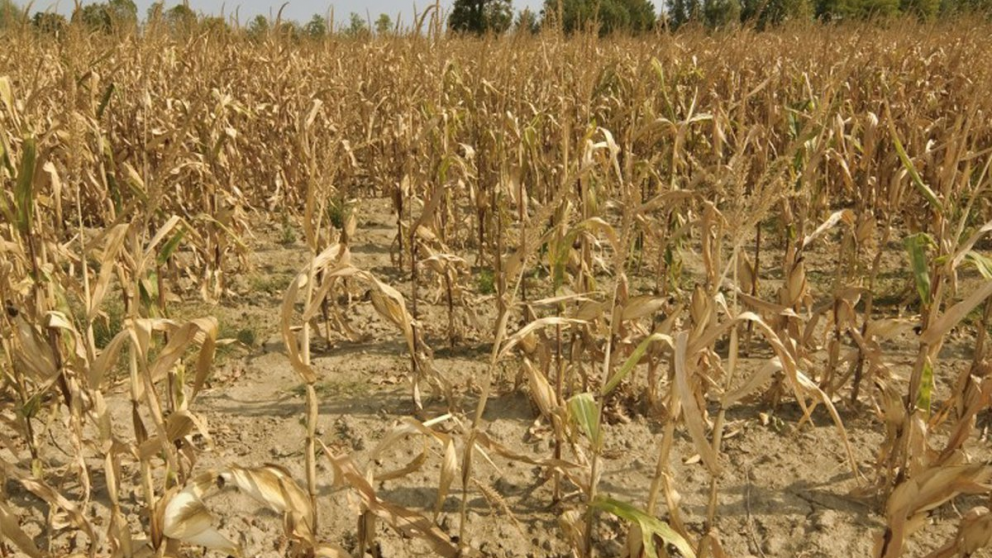Emergencia agropecuaria por sequa en diez departamentos de Salta