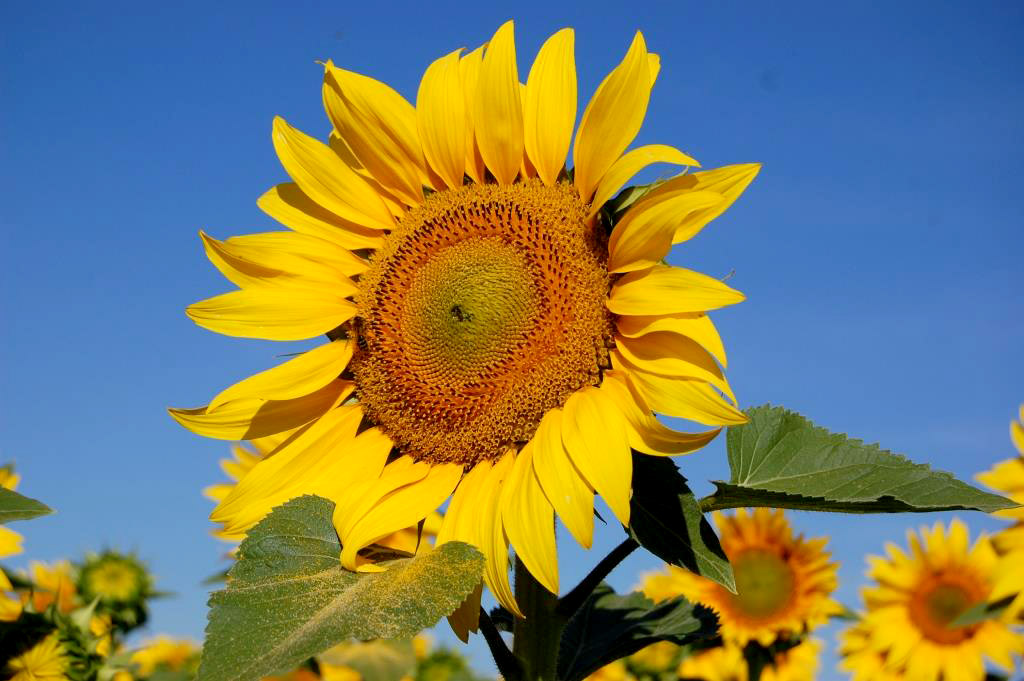 Dólar agro : incorporan girasol. sorgo y cebada forrajera