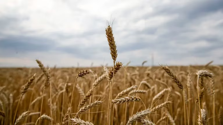 Estiman que la siembra nacional de trigo crecerá casi 10% en la próxima campaña