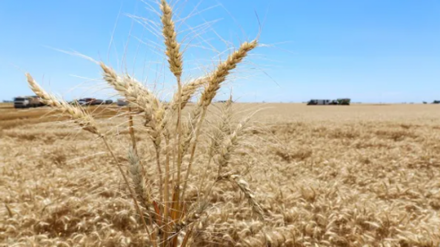 Protocolo de requisitos fitosanitarios para la exportación de granos de trigo a China