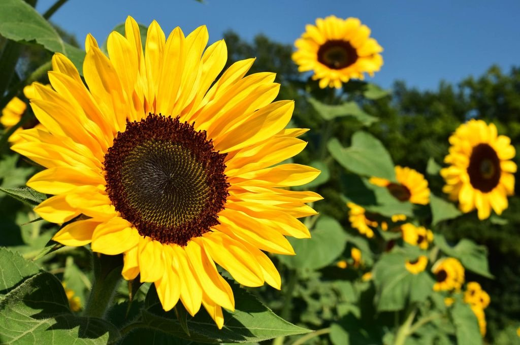 Culmina siembra de girasol en Santa Fe por debajo de lo esperado 