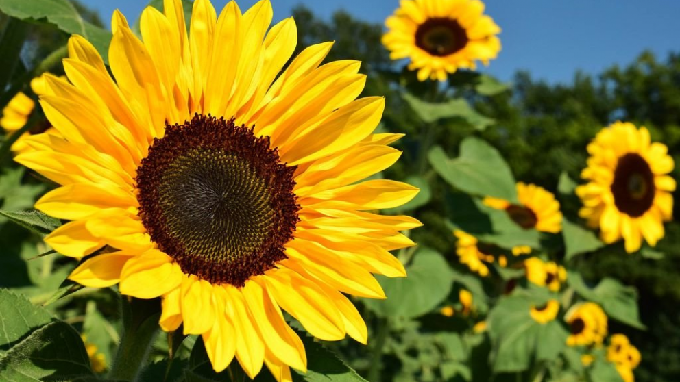 Crdoba: la produccin de girasol 2024/25 triplicara al histrico