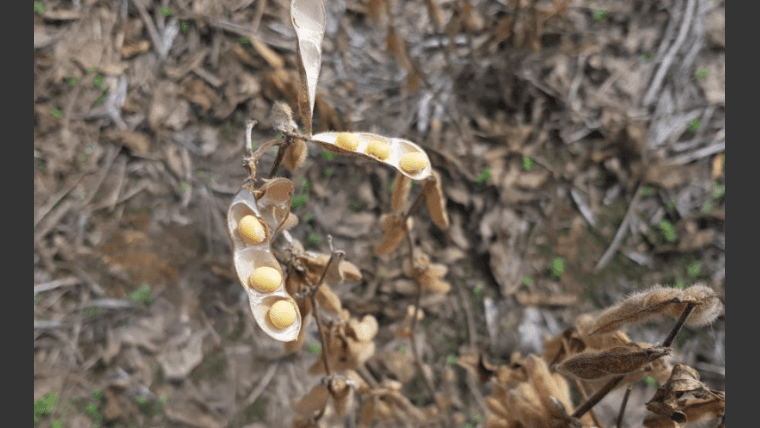 Mejora la calidad del grano de la soja temprana en el centro y norte de Santa Fe