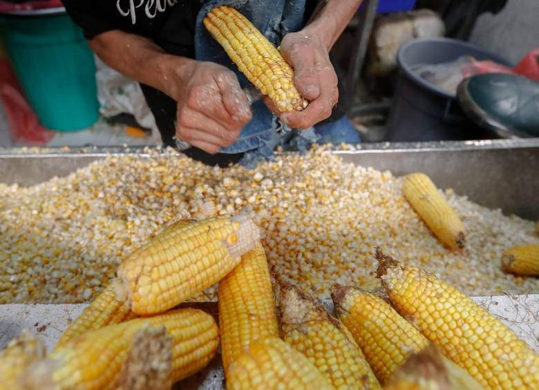 Así avanza en Antioquia el primer distrito agrotecnológico del maíz en Colombia