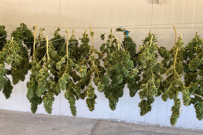 Cosecharon las primeras plantas de cannabis en el INTA Alto Valle