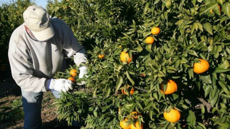 Los trabajadores rurales del citrus percibirán aumento del jornal