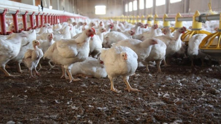 El CEPA rechazó la vacunación contra la influenza aviar por la falta de resultados