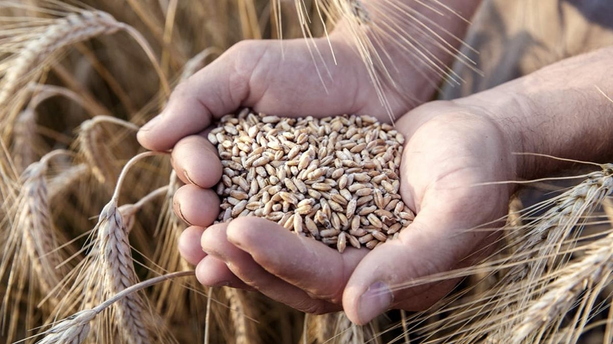 Con la siembra pronta a comenzar, estiman que el área de trigo podría expandirse casi 10%