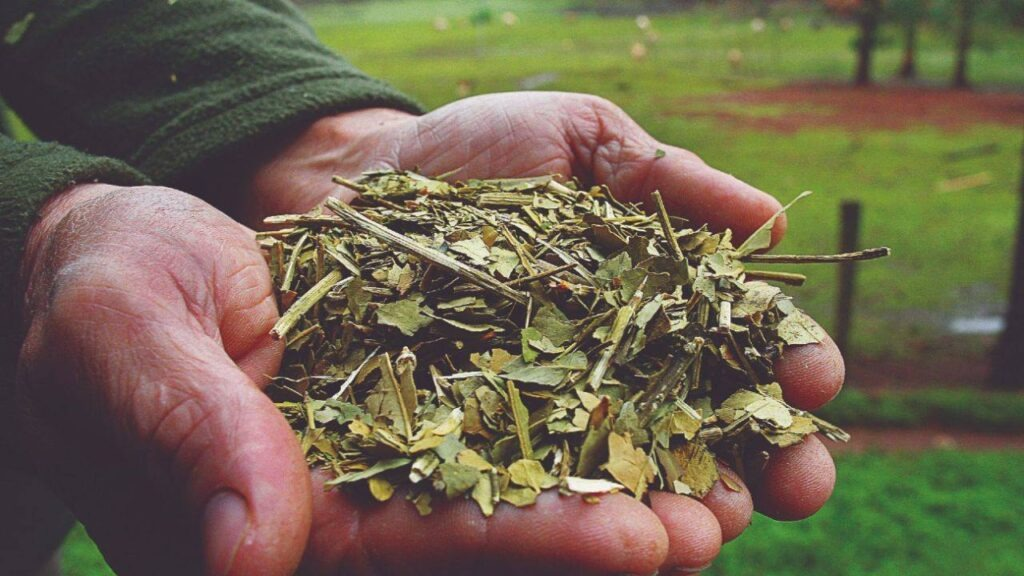 Economía incluye a la yerba y la carne de cabra en el dólar agro