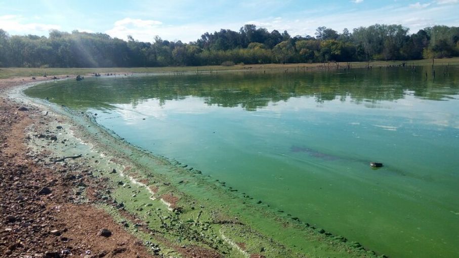 Cianobacterias y agricultura: el vínculo detrás de las floraciones tóxicas