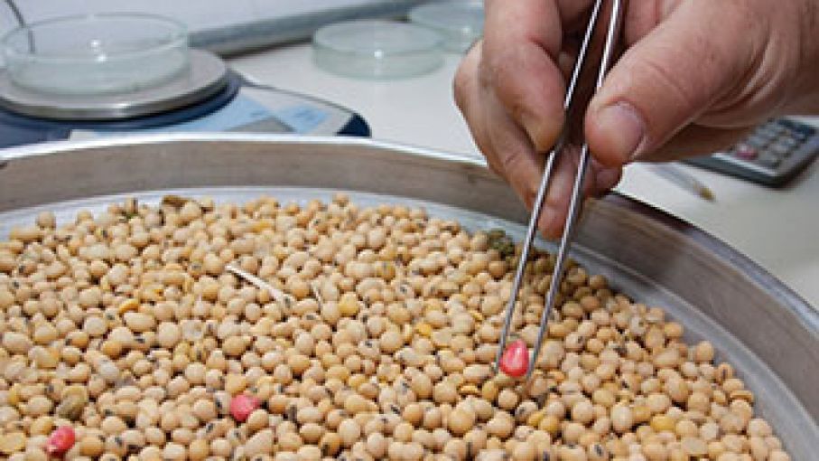 China aprobó la seguridad de una soja modificada genéticamente,