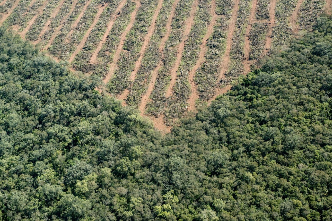 América Latina perdió más de 39 millones de hectáreas de bosques