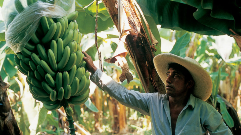 Faltan estudios sobre efectos de pesticidas en bosques tropicales