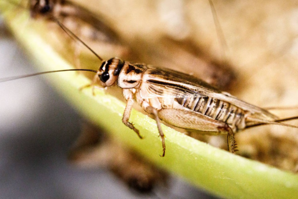 El cultivo de insectos comestibles busca formalizarse en Costa Rica