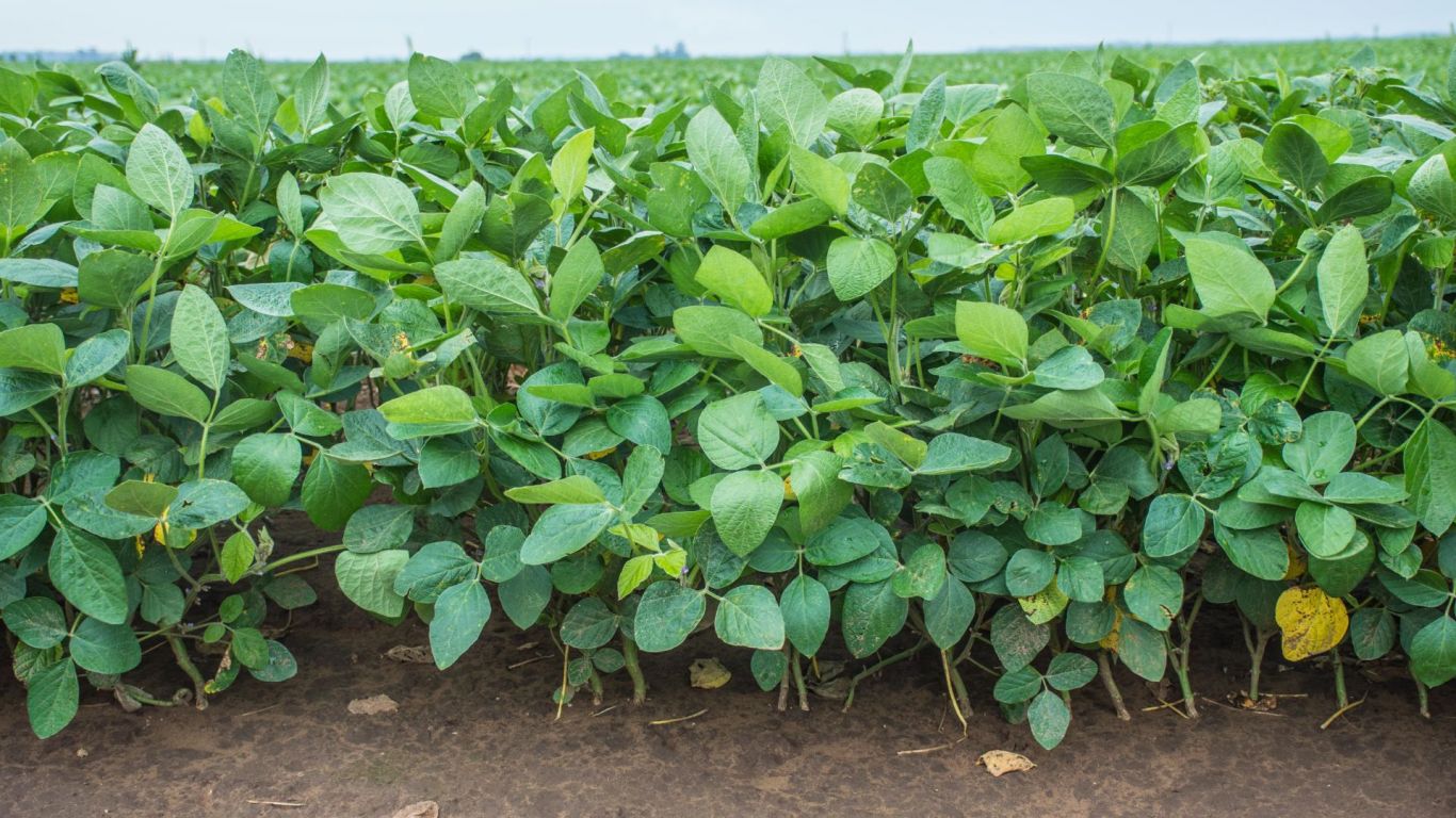 Impulsada por "El Niño", la producción agrícola 2023/24 crecería cerca del 40%