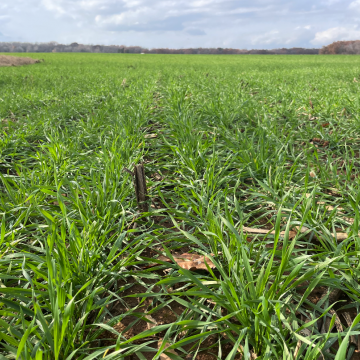 Los productores agropecuarios de EEUU se preparan para una cosecha de trigo pobre