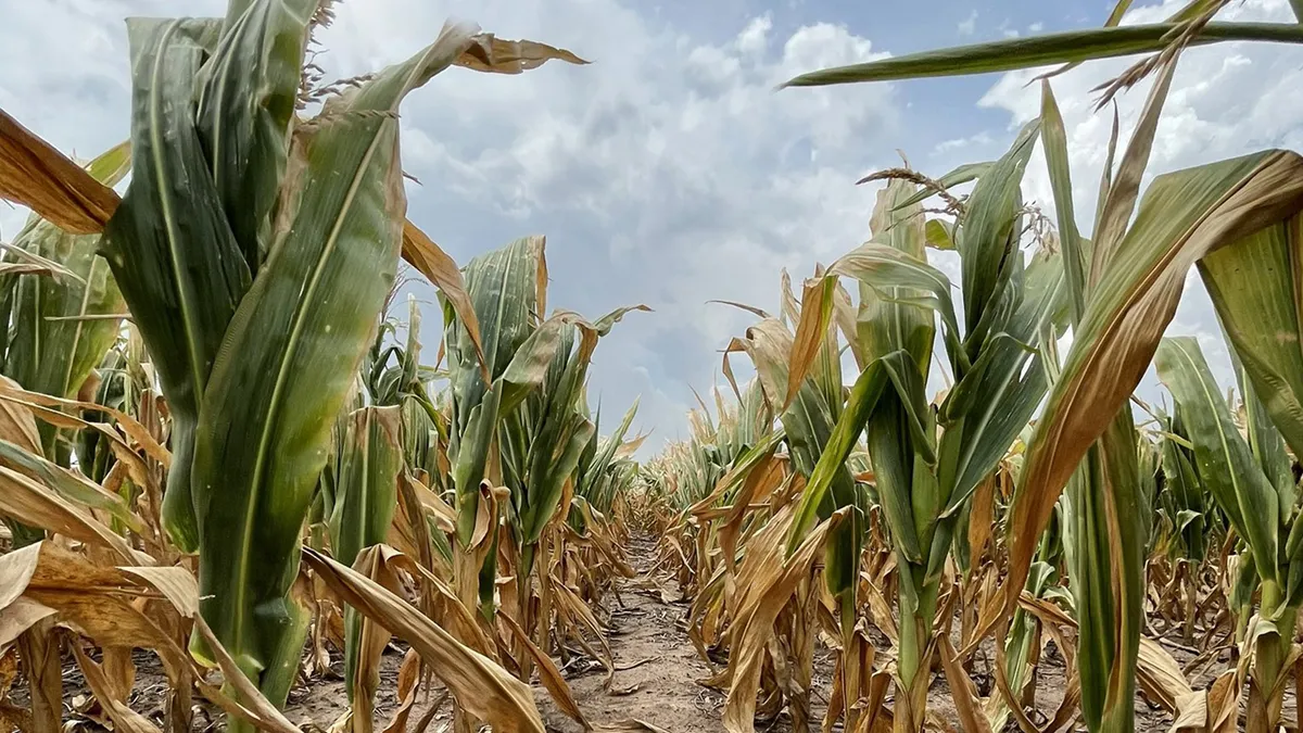 Nación avaló la emergencia agropecuaria para unos 50 distritos bonaerenses