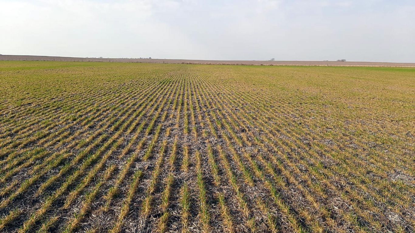 Recortan en 200.000 hectáreas más el área de trigo