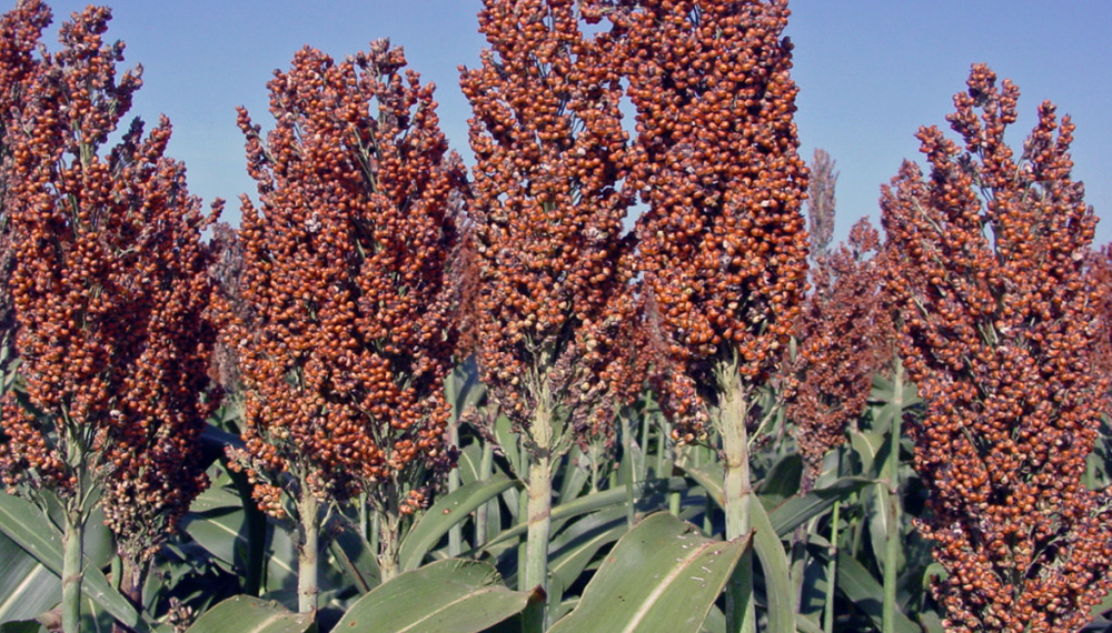La cosecha de sorgo alcanzó las 3 millones de hectareas