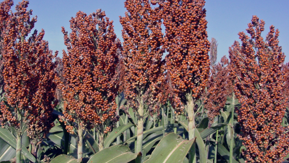 La produccin de sorgo en Entre Ros aument un 104% interanual
