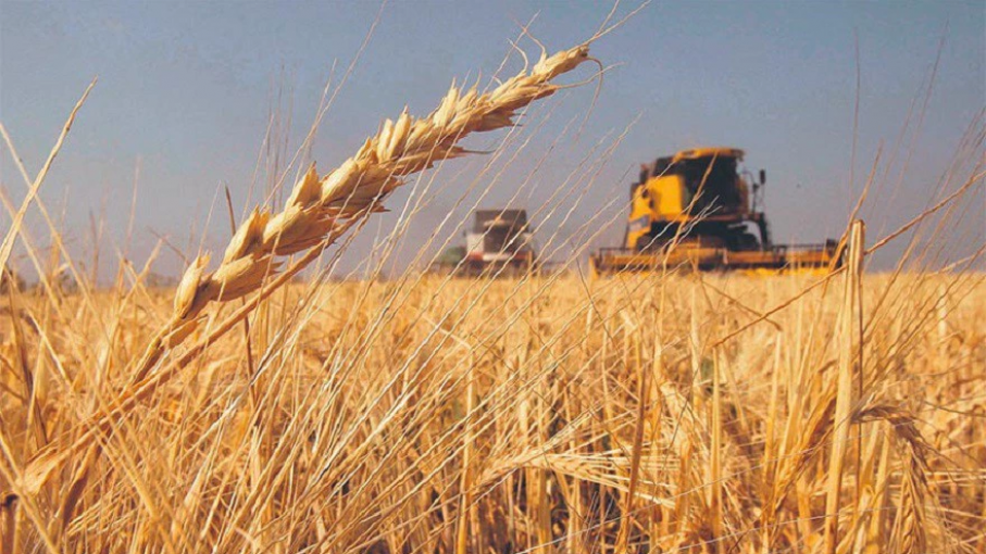 Según un informe de la Sociedad Rural, el mercado del trigo "está paralizado"