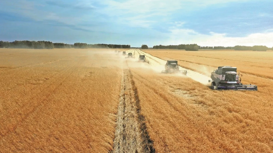 Dependencia en granos achica superávit comercial agroalimentario