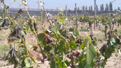 En Valle de Uco asisten con $84 millones a productores afectados por heladas y granizo
