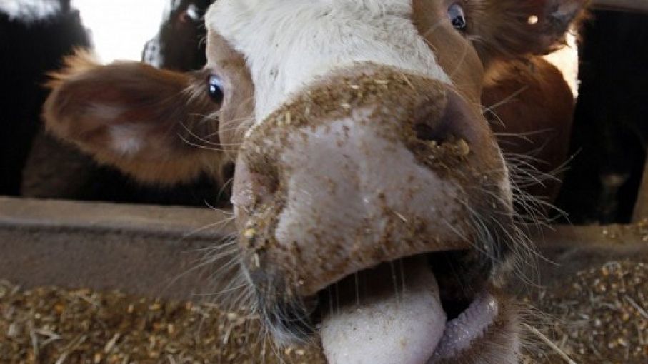 EEUU reporta atípico caso de enfermedad de las vacas locas