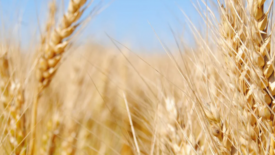Sostienen que no hay cambios en la comercialización del trigo argentino