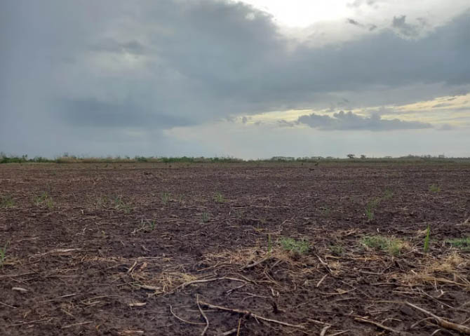 La lluvia trajo calma y optimismo en los productores de los principales cultivos del país