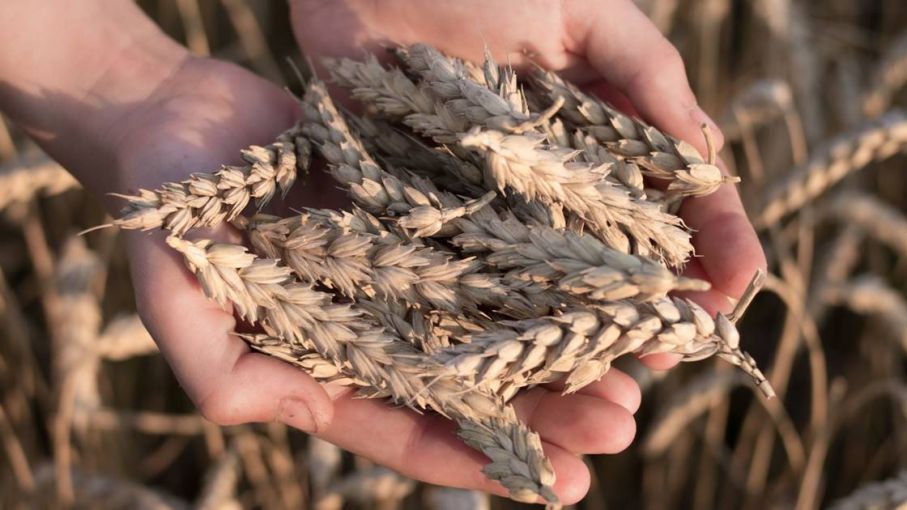 Los beneficios de una nutrición balanceada desde el comienzo