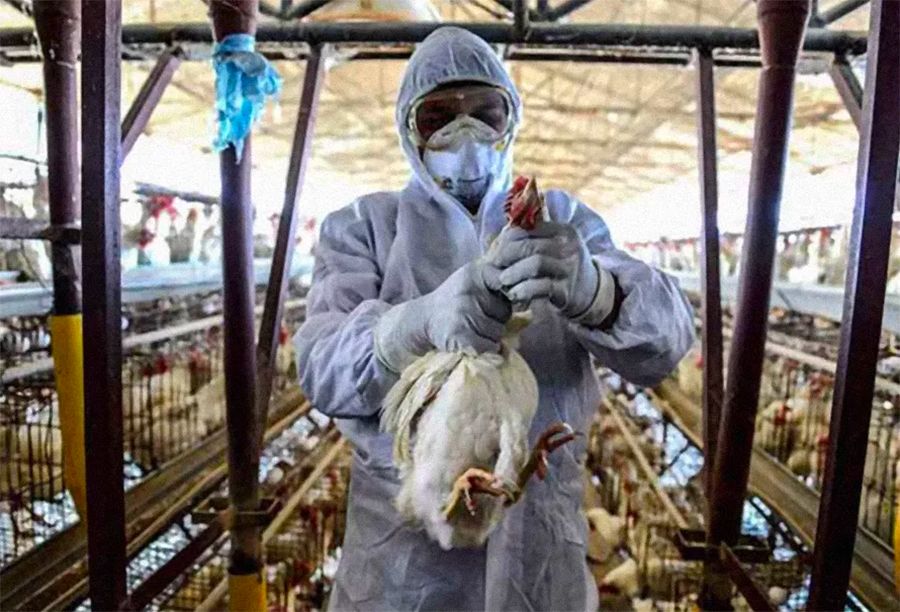 Brasil declara emergencia por gripe aviar