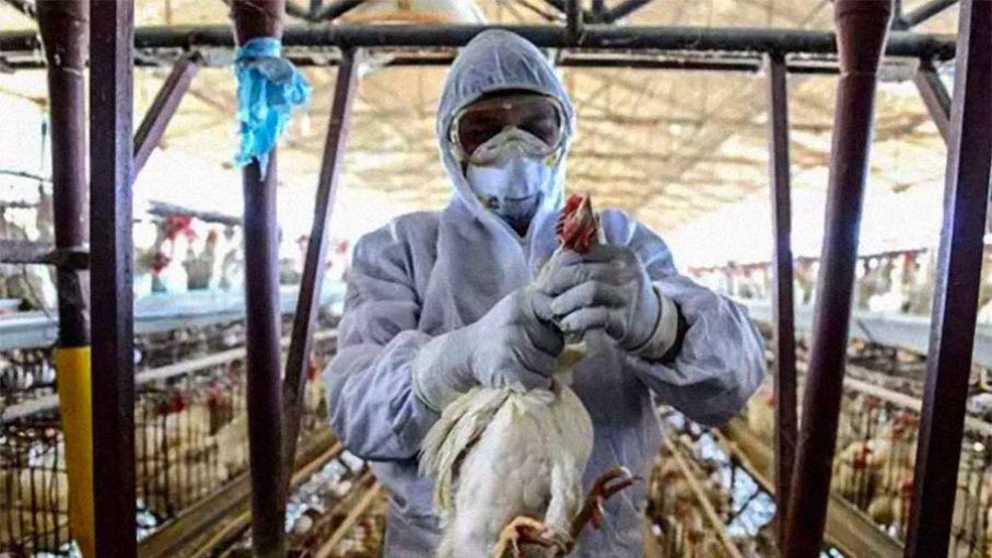 Brasil declara emergencia por gripe aviar