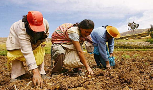Inseguridad alimentaria: 4 de cada 10 agricultores son pobres en el Perú