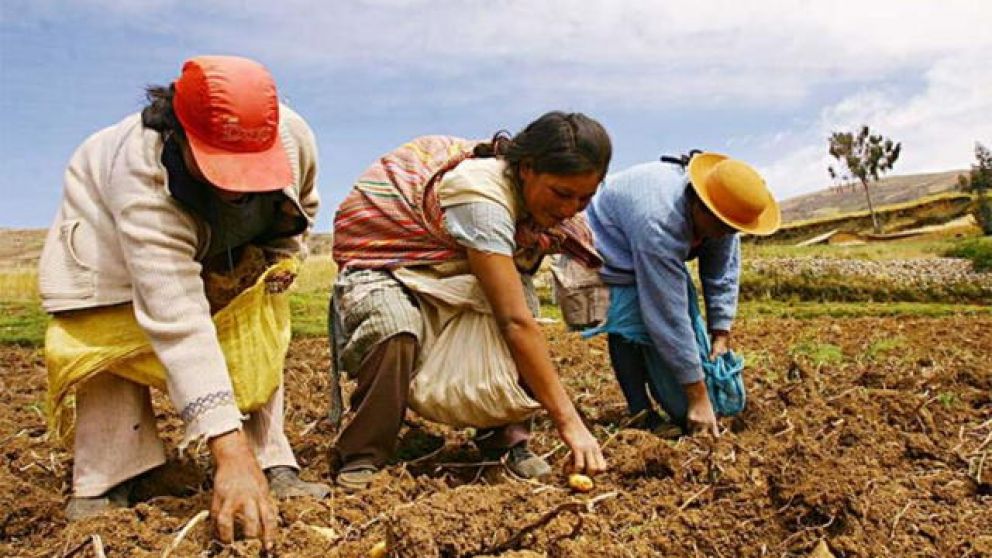 Inseguridad alimentaria: 4 de cada 10 agricultores son pobres en el Per