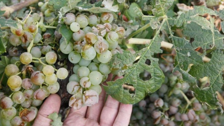  Destinarán $500 millones para asistir a productores vitivinícolas en situación de vulnerabilidad