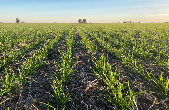 Con nitrógeno foliar, las gramíneas logran un plus de rendimiento