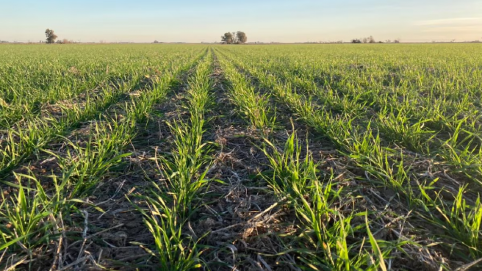 Con nitrgeno foliar, las gramneas logran un plus de rendimiento