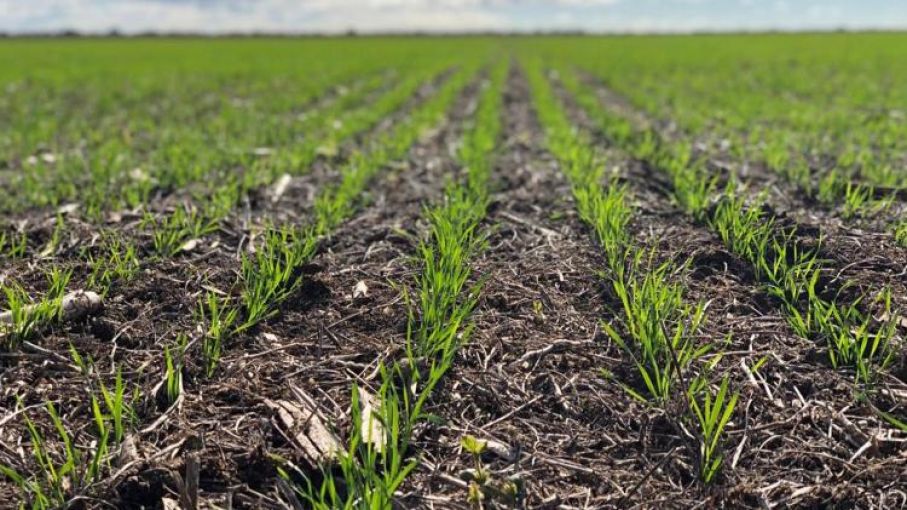 Cambios en las condiciones de siembra de trigo en la zona núcleo tras las lluvias de mayo