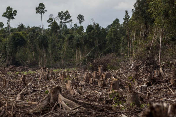 Bancos brasileños toman medidas contra la deforestación amazónica en la industria frigorífica