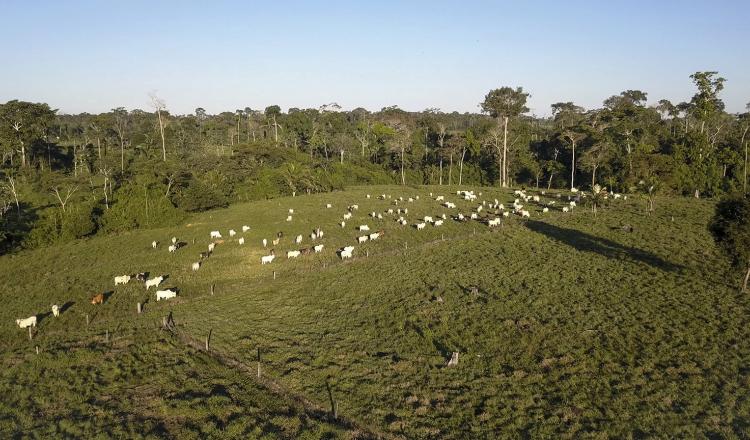 Celebran la decisión de la Unión Europea sobre la norma de deforestación