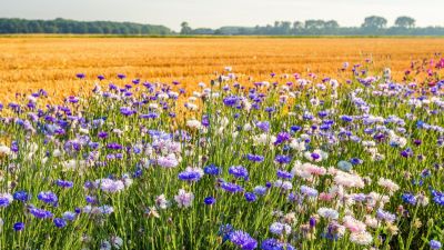 El conflicto global entre agricultura y biodiversidad: un mapa revelador
