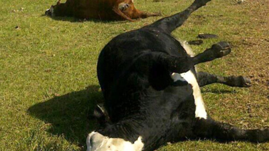 Alerta en Uruguay: Muerte de 95 vacas por nitratos y nitritos en pastoreo