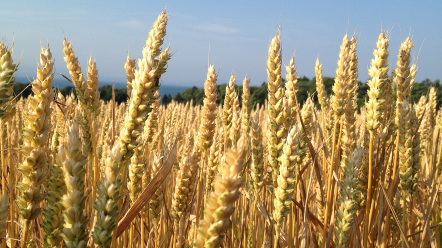 Entre Ríos proyecta una producción de trigo cercana a las 2.250.000 toneladas