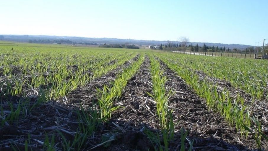 Avanza la siembra de trigo, mientras que la cosecha de soja ingresa a su tramo final