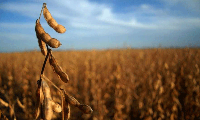 La cosecha de soja asusta: será muy pobre y habrá grandes