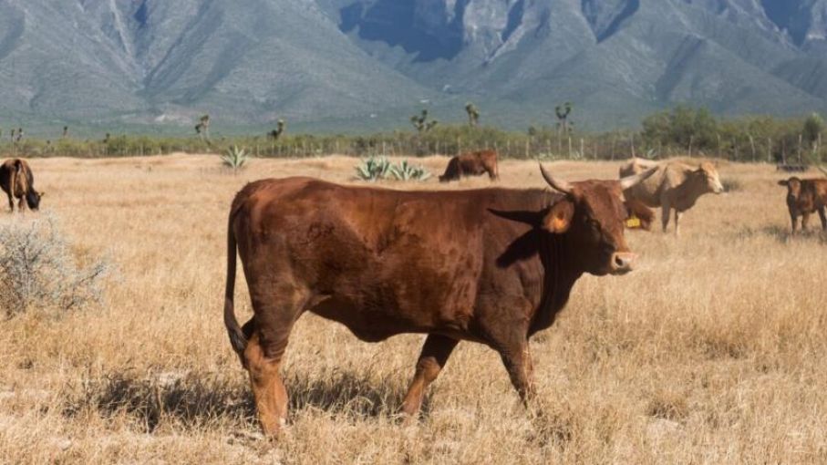 Ex Inspector de Animales del USDA Sentenciado por Aceptar Sobornos