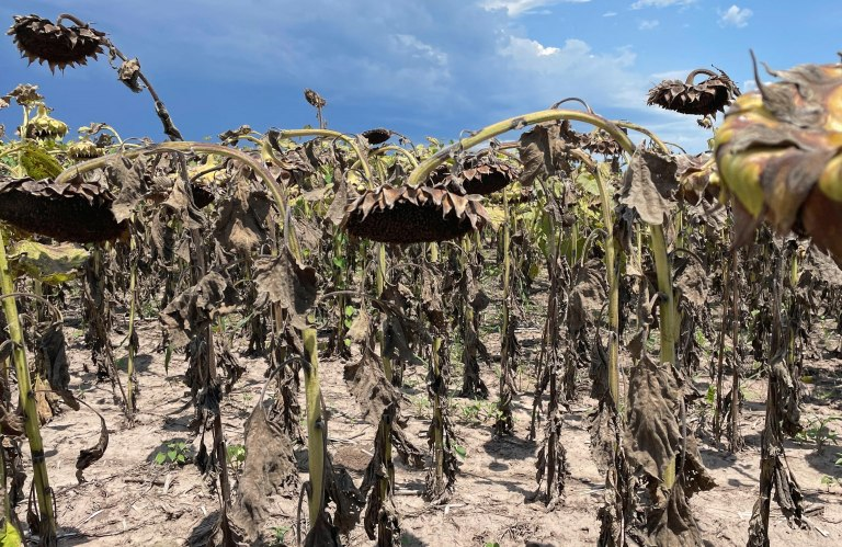 Declaran la emergencia agropecuaria en Santa Fe por la sequía