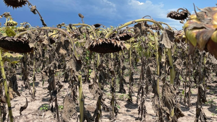 Por falta de lluvias se sembraría menos maíz y girasol en el centro y norte de Sta. Fe